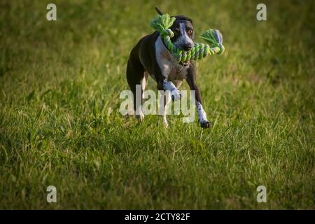 Small Spotty Greyhound Playing on Green Grass Playground Stock Photo