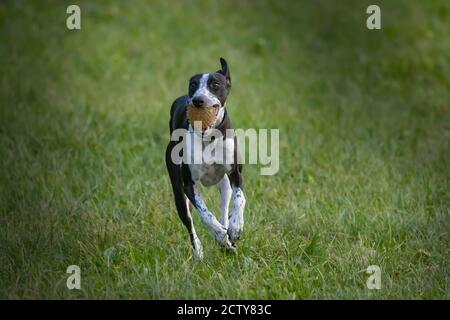 Small Spotty Greyhound Playing on Green Grass Playground Stock Photo