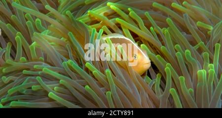 Close-up of a Skunk Anemone fish and Indian Bulb Anemone Stock Photo