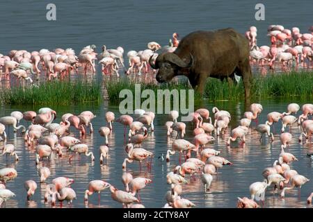 Cape buffalo and lesser flamingos Stock Photo