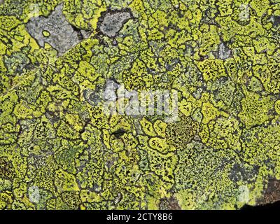 condensed patches of yellow Map Lichen Rhizocarpon geographicum create interesting patterns on hard grey rock in clean atmosphere of Cumbrian uplands Stock Photo