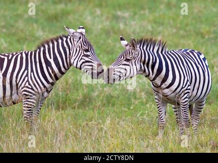 Side profile of two zebras touching their snouts, Ngorongoro Crater, Ngorongoro Conservation Area, Tanzania Stock Photo