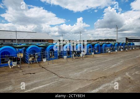 Young Holstein calves in blue calf-houses at diary farm. Stock Photo