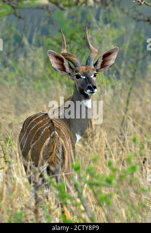 Lesser kudu standing in a forest, Tarangire National Park, Arusha Region, Tanzania (Tragelaphus imberbis) Stock Photo