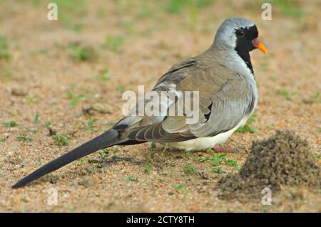 Close-up of a Namaqua dove, Tarangire National Park, Arusha Region, Tanzania (Oena capensis) Stock Photo