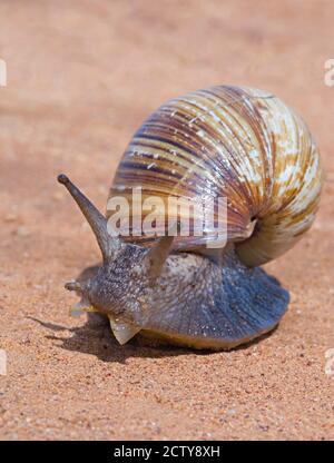 Close-up of a Giant African land snail, Tarangire National Park, Arusha Region, Tanzania (Lissachatina fulica) Stock Photo