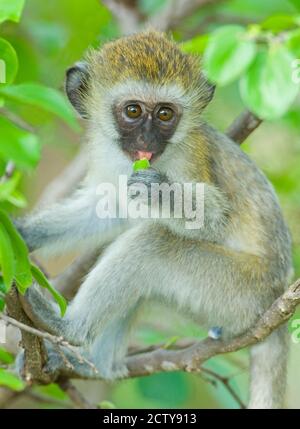 Vervet monkey sitting on a branch, Tarangire National Park, Arusha Region, Tanzania (Chlorocebus pygerythrus) Stock Photo