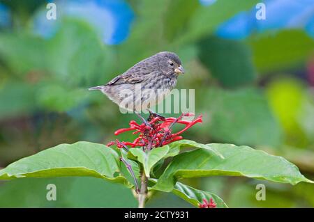 Close-up of a Small Ground-finch (Geospiza fuliginosa) perching on a plant, Galapagos Islands, Ecuador Stock Photo