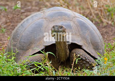 Close-up of a Galapagos Giant tortoise (Geochelone elephantopus), Galapagos Islands, Ecuador Stock Photo
