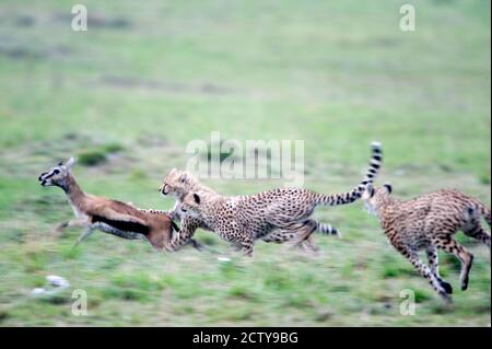 Cheetahs (Acinonyx jubatus) chasing a Thomson's gazelle (Gazella thomsoni), Masai Mara National Reserve, Kenya Stock Photo