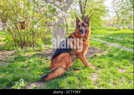 Male German Shepherd dog with a saddle black-and-tan coat sitting in the garden in summer Stock Photo
