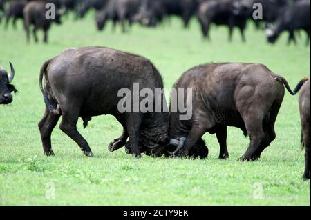 Cape buffalo bulls (Syncerus caffer) sparring, Ngorongoro Crater, Ngorongoro, Tanzania Stock Photo