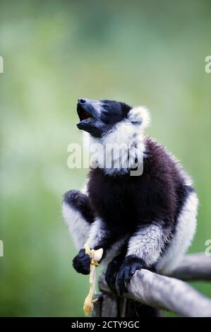 Black and White Ruffed lemur (Varecia variegata) sitting on a branch, Lemur Island, Madagascar Stock Photo