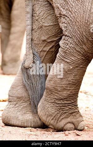Close-up of legs and tail of an African elephant (Loxodonta africana), Lake Manyara, Tanzania Stock Photo