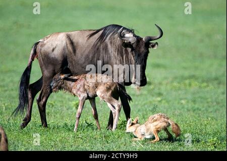 Newborn wildebeest calf and mother with hunting Golden jackals (Canis aureus), Ngorongoro Crater, Ngorongoro, Tanzania Stock Photo