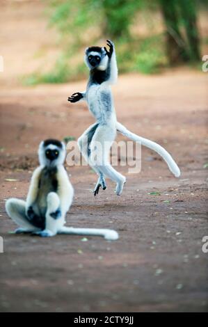 Verreaux's sifaka (Propithecus verreauxi) dancing in a field, Berenty, Madagascar Stock Photo