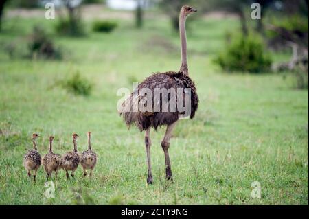 Masai ostrich (Struthio camelus) with its chicks in a forest, Tarangire National Park, Tanzania Stock Photo