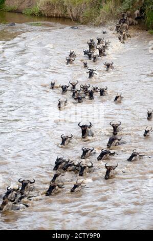 Wildebeests crossing a river, Mara River, Masai Mara National Reserve, Kenya Stock Photo