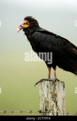 Close-up of a Lesser Yellow-Headed vulture (Cathartes burrovianus) perching on wooden post, Cano Negro, Costa Rica