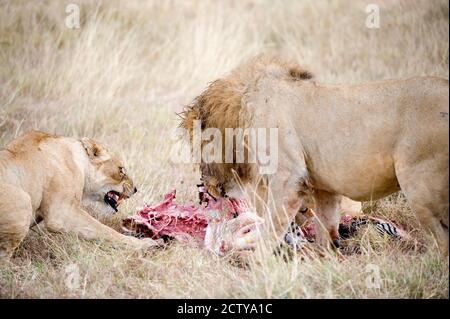 Lion and a lioness (Panthera leo) eating a zebra, Ngorongoro Crater, Ngorongoro, Tanzania Stock Photo