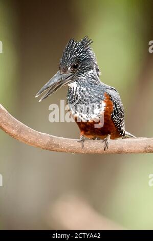 Giant kingfisher (Megaceryle maxima) perching on a branch, Lake Manyara, Tanzania Stock Photo