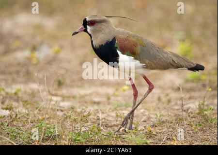 Close-up of a Southern lapwing (Vanellus chilensis), Three Brothers River, Meeting of the Waters State Park, Pantanal Wetlands, Brazil Stock Photo