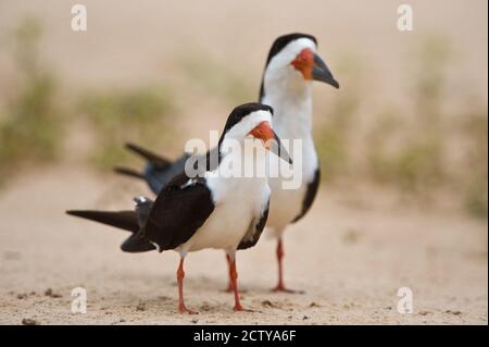 Close-up of two Black skimmers (Rynchops niger), Three Brothers River, Meeting of the Waters State Park, Pantanal Wetlands, Brazil Stock Photo