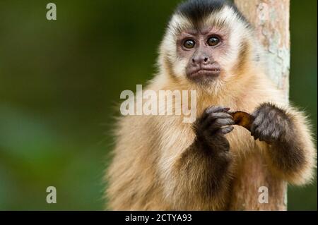 Close-up of a Brown capuchin (Cebus apella), Three Brothers River, Meeting of the Waters State Park, Pantanal Wetlands, Brazil Stock Photo