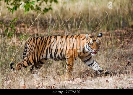 Bengal Tiger (Panthera tigris tigris) cub in a forest, Bandhavgarh National Park, Umaria District, Madhya Pradesh, India Stock Photo