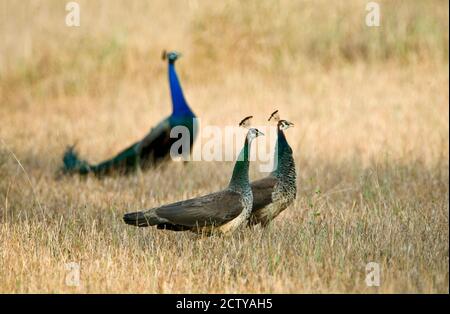 Peacocks with Peahens in a field, Bandhavgarh National Park, Umaria District, Madhya Pradesh, India Stock Photo