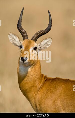Close-up of a Ugandan kob (Kobus kob thomasi), Queen Elizabeth National Park, Uganda Stock Photo