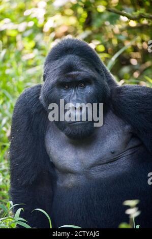 Close-up of a Mountain gorilla (Gorilla beringei beringei), Bwindi Impenetrable National Park, Uganda Stock Photo