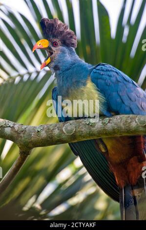 Close-up of a Great Blue turaco (Corythaeola cristata) calling, Kibale National Park, Uganda Stock Photo