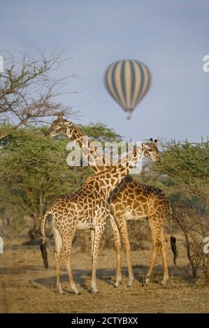 Two Masai giraffes (Giraffa camelopardalis tippelskirchi) and a hot air balloon, Tanzania Stock Photo
