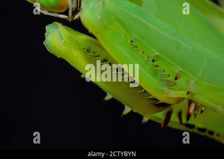 Close up of green praying mantis Stock Photo
