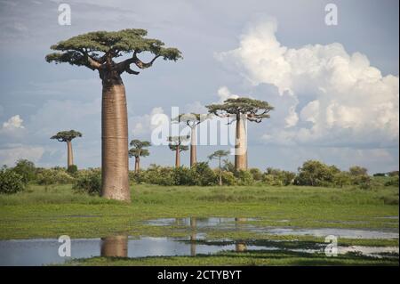 Baobab trees (Adansonia digitata) at the Avenue of the Baobabs, Morondava, Madagascar Stock Photo