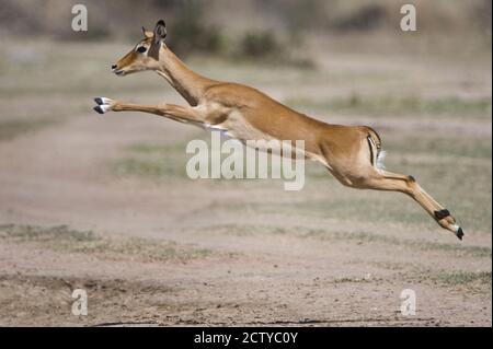 Impala (Aepyceros melampus) leaping in a field, Tanzania Stock Photo