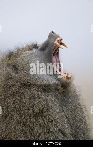 Close-up of an Olive baboon (Papio anubis) yawning, Tanzania Stock Photo