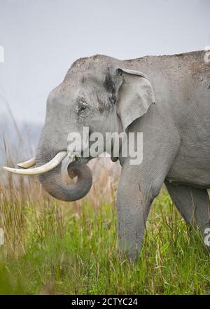 Asian elephant (Elephas maximus) in a field, India Stock Photo