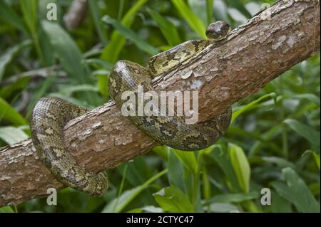 Madagascar Tree boa (Boa manditra) on a tree, Madagascar Stock Photo