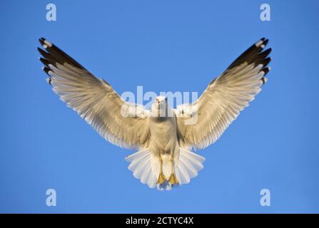 Ring Billed Gull (Larus delawarensis) in flight, California, USA Stock Photo