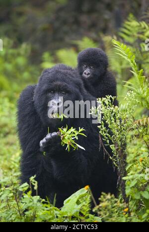 Mountain gorilla (Gorilla beringei beringei) with its young one, Rwanda Stock Photo