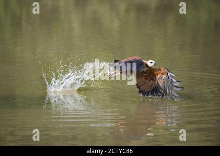 Black-Collared hawk (Busarellus nigricollis) fishing, Brazil Stock Photo