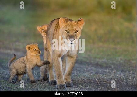 Lioness (Panthera leo) walking with its cubs, Tanzania Stock Photo