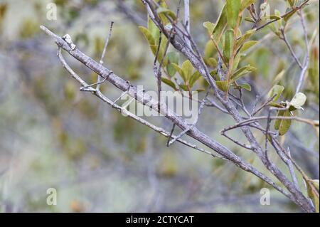 Walking sticks mating on branch, Madagascar Stock Photo