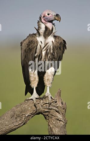 Lappet-Faced vulture (Torgos tracheliotos) perching on a branch, Tanzania Stock Photo