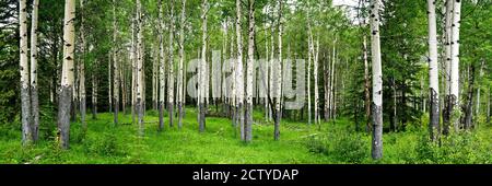 Aspen trees in a forest, Banff, Banff National Park, Alberta, Canada Stock Photo