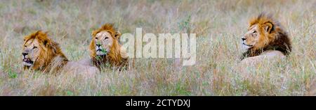 Male lions (Panthera leo) in a forest, Masai Mara, Kenya Stock Photo