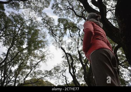 woman looking at tree tops admiring nature in the city during covid-19 quarantine Stock Photo