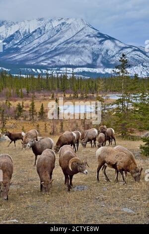 A herd of wild Bighorn Sheep foraging  'Ovis canadensis', foraging in the fall grasses under a snow-capped mountain in Jasper National Park Alberta